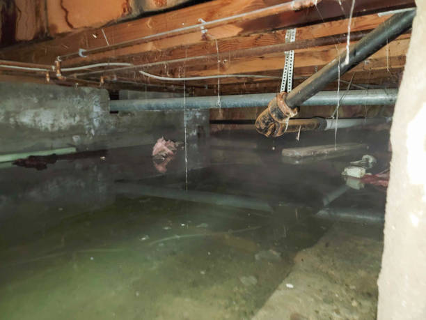 Best Carpet water damage restoration  in Springerville, AZ