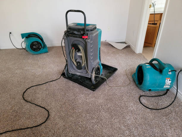 Best Professional water damage repair  in Springerville, AZ