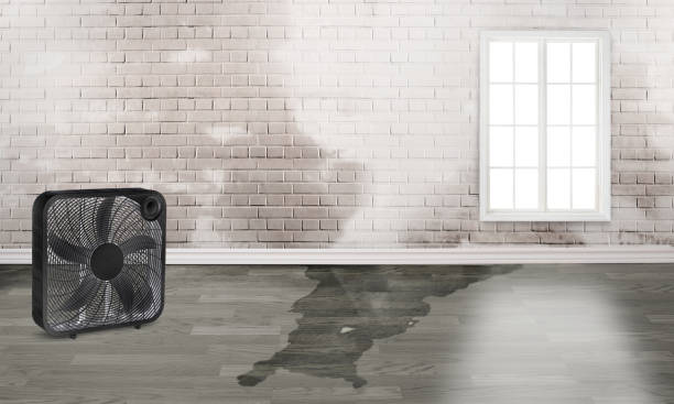 Best Professional water damage repair  in Springerville, AZ