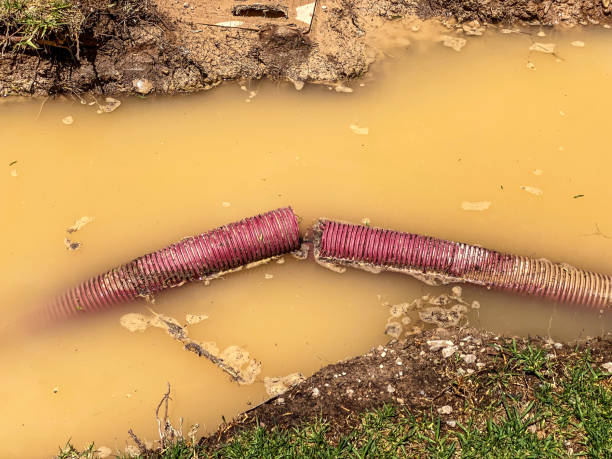 Best Water damage restoration insurance claims  in Springerville, AZ